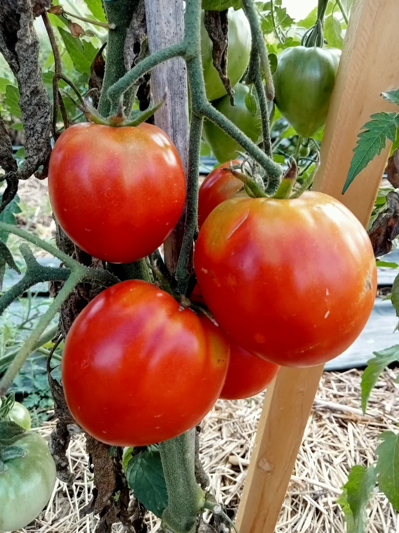 Tomate Coeur de boeuf Oxheart