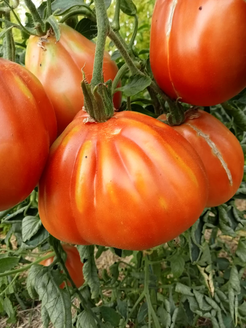 Tomate Cœur de bœuf d'Albenga