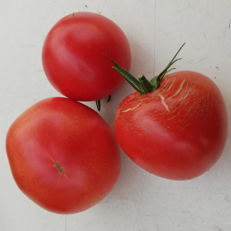 Tomate Charnue de huy