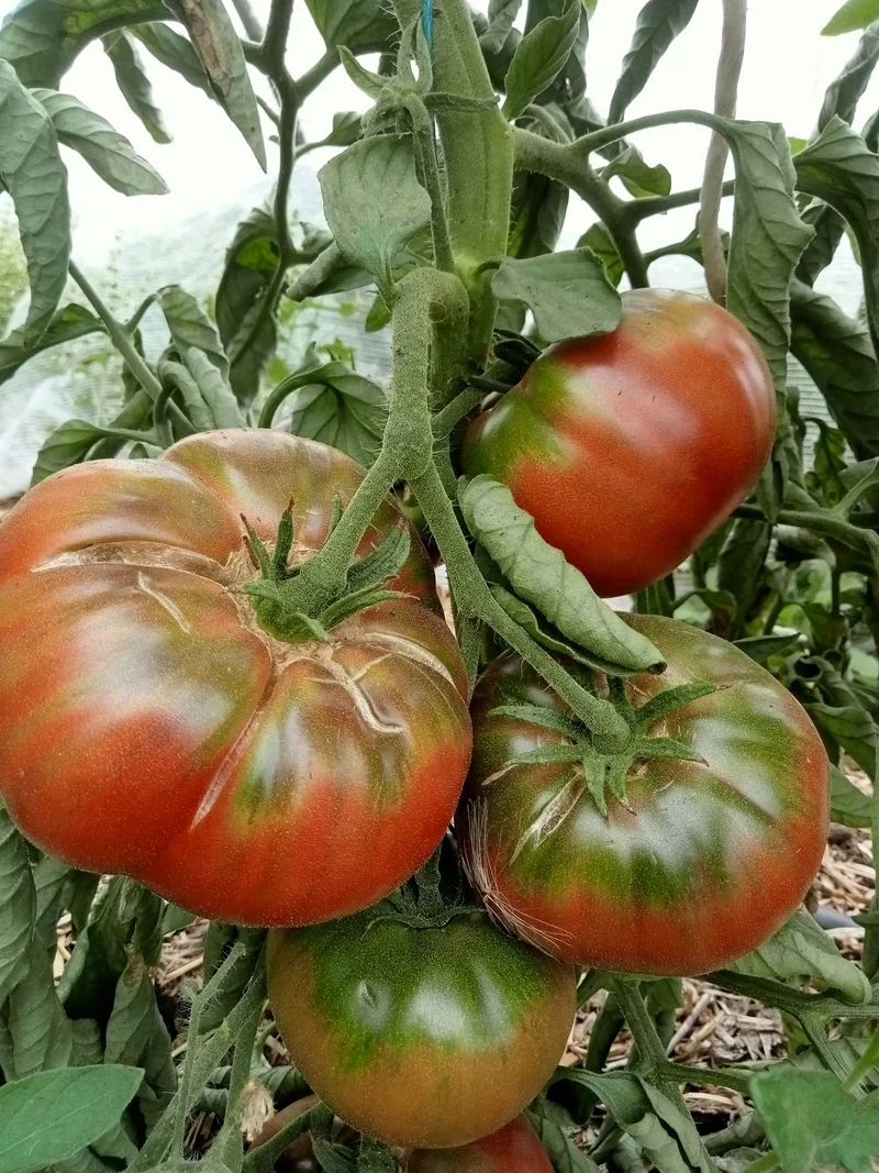 Tomate Charbonnière noire