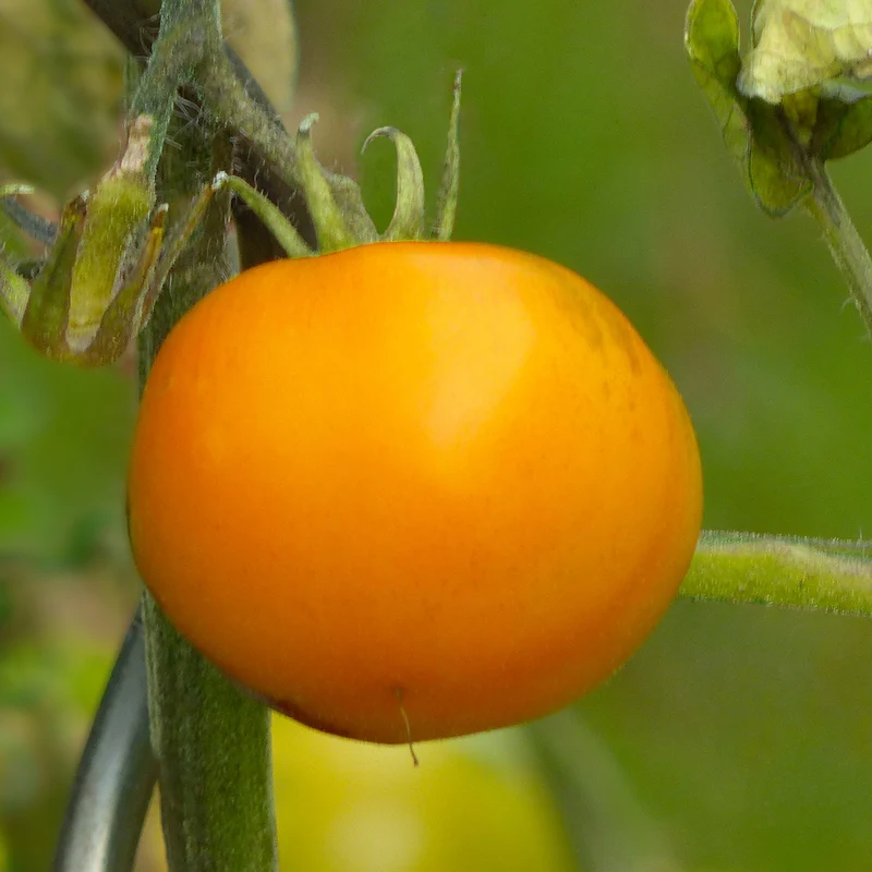 3 Plants de Tomate Orange Queen