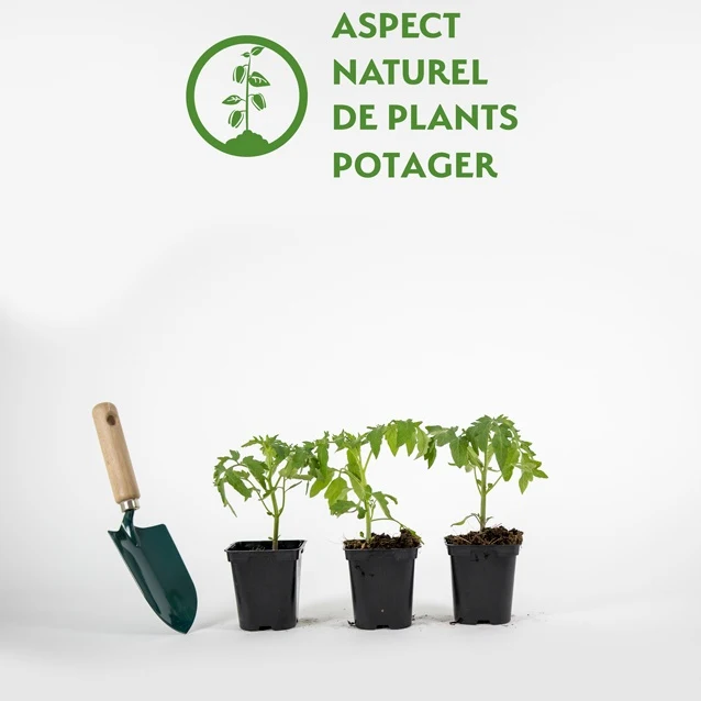 3 Plants de Tomate Orange Queen