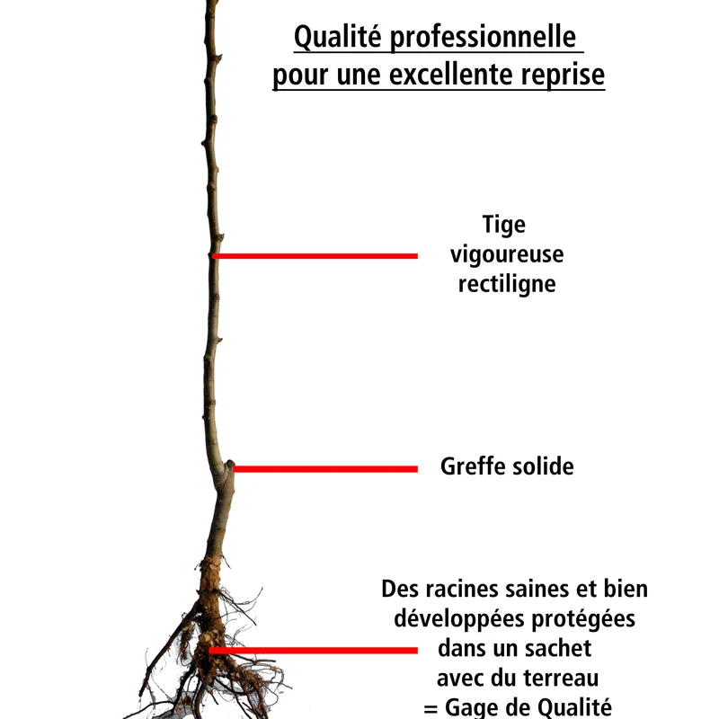 Pack cerisier bigarreau Van