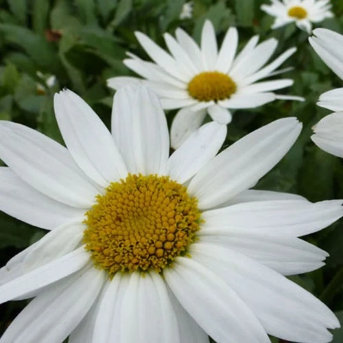 Marguerite d'été Gruppenstolz