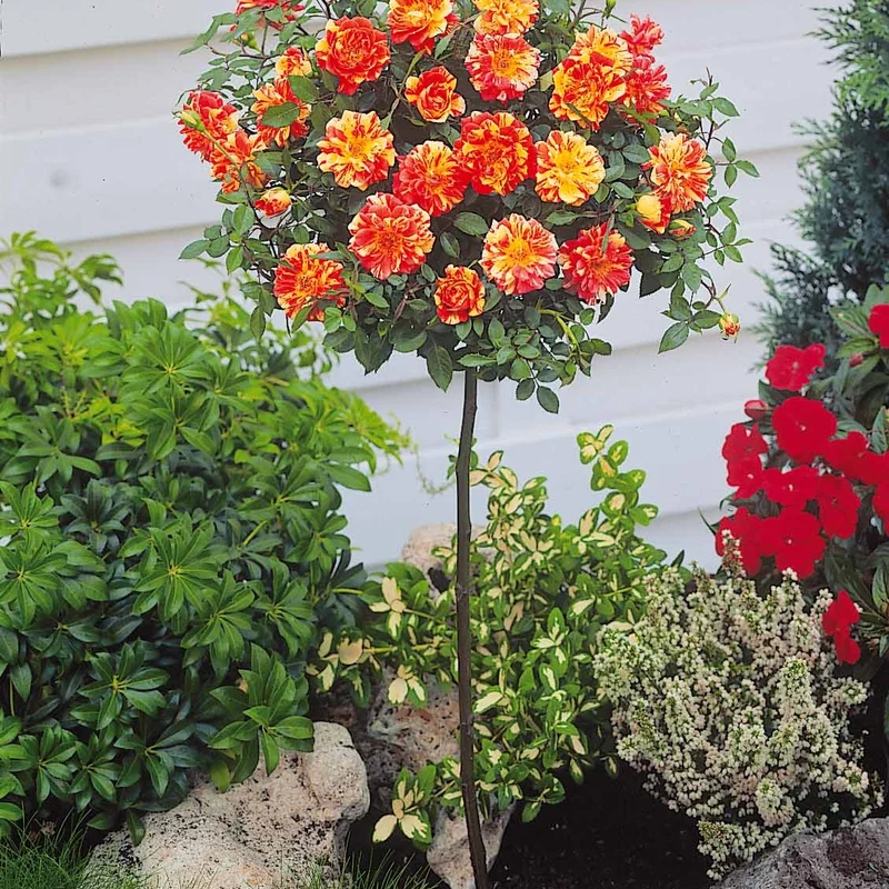 Collection de 2 mini-rosiers sur tiges Armida et Mousha