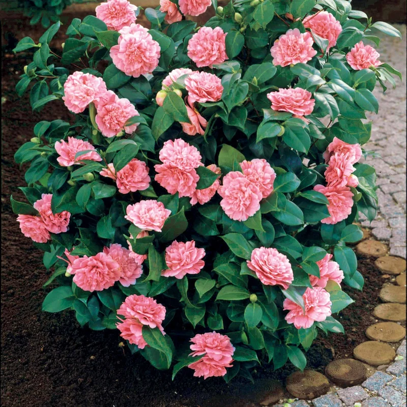 Pack 2 camélias du Japon à fleurs doubles roses