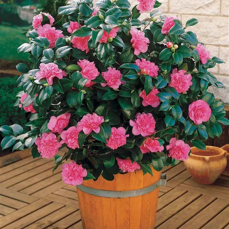 Pack 2 camélias du Japon à fleurs doubles roses