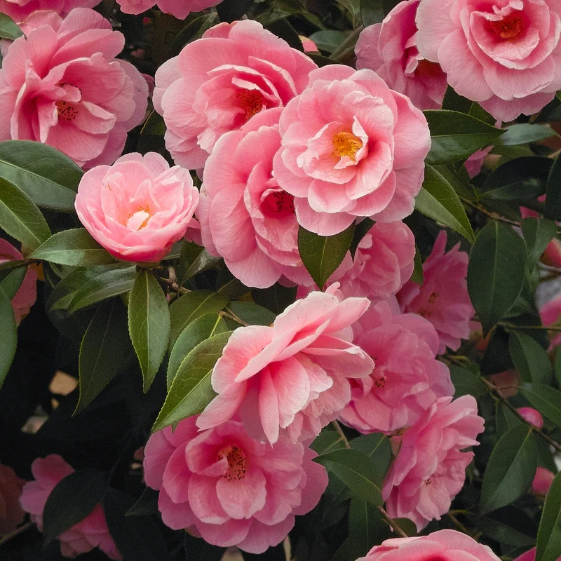 Pack 2 camélias du Japon à fleurs doubles roses