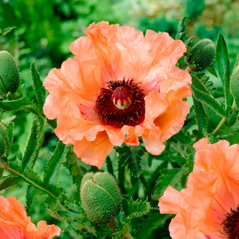 3 Pavots d'Orient orange
