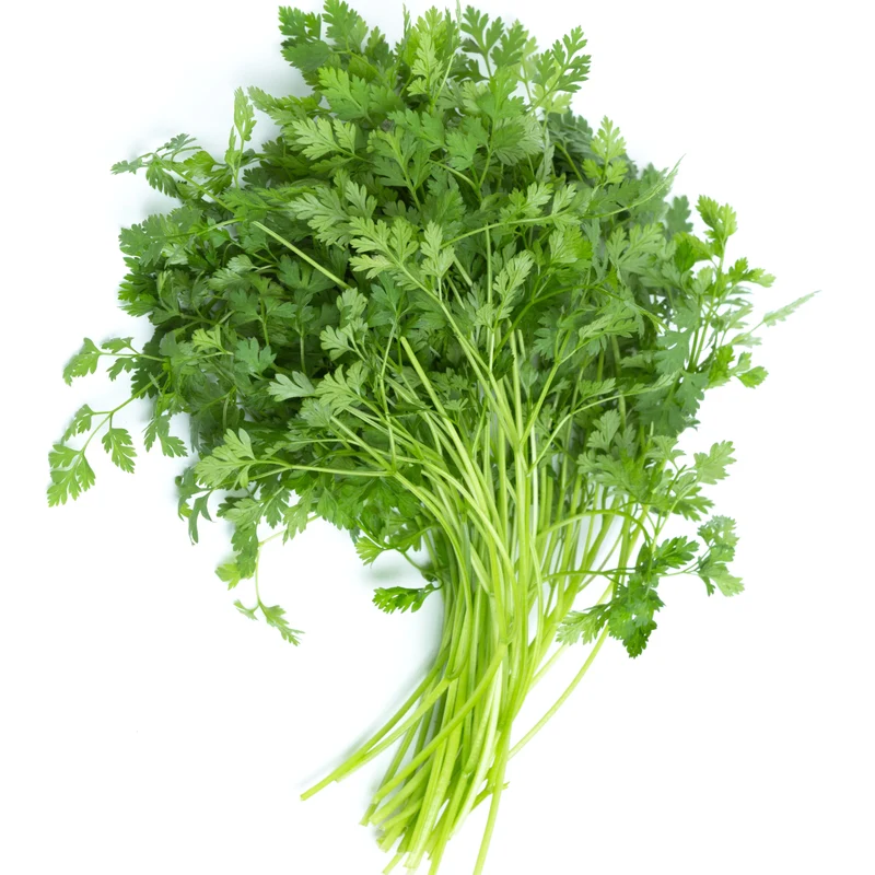 Plant de Cerfeuil