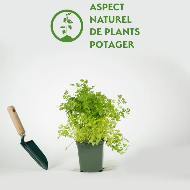 Plant de Cerfeuil
