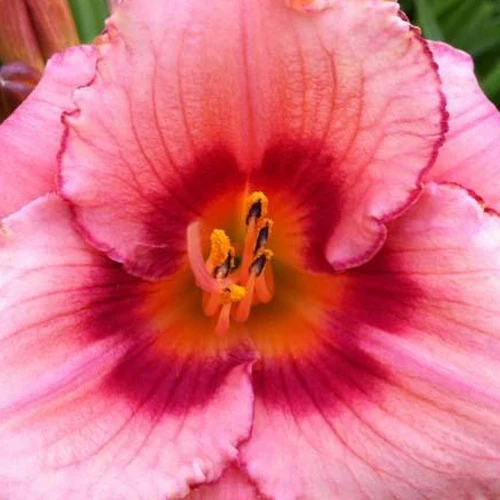 Hémérocalle Strawberry Swirl