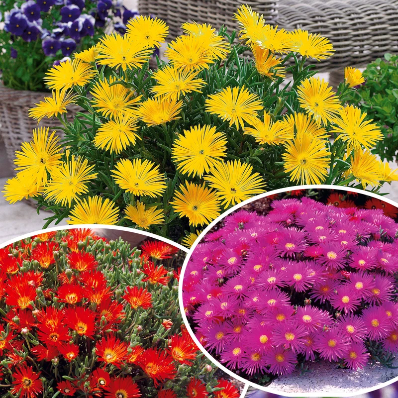 Collection de 6 Ficoïdes : jaunes, violettes, rouges