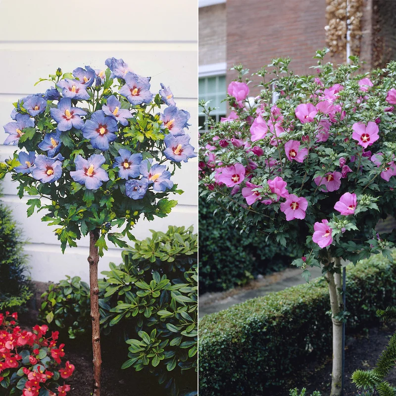 Collection de 2 Hibiscus de jardin sur tige