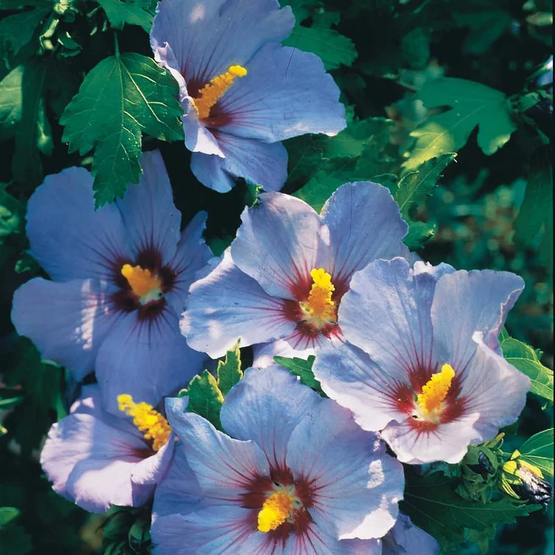 Collection de 2 Hibiscus de jardin sur tige