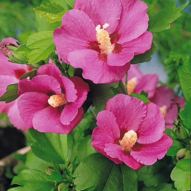 Collection de 2 Hibiscus de jardin sur tige