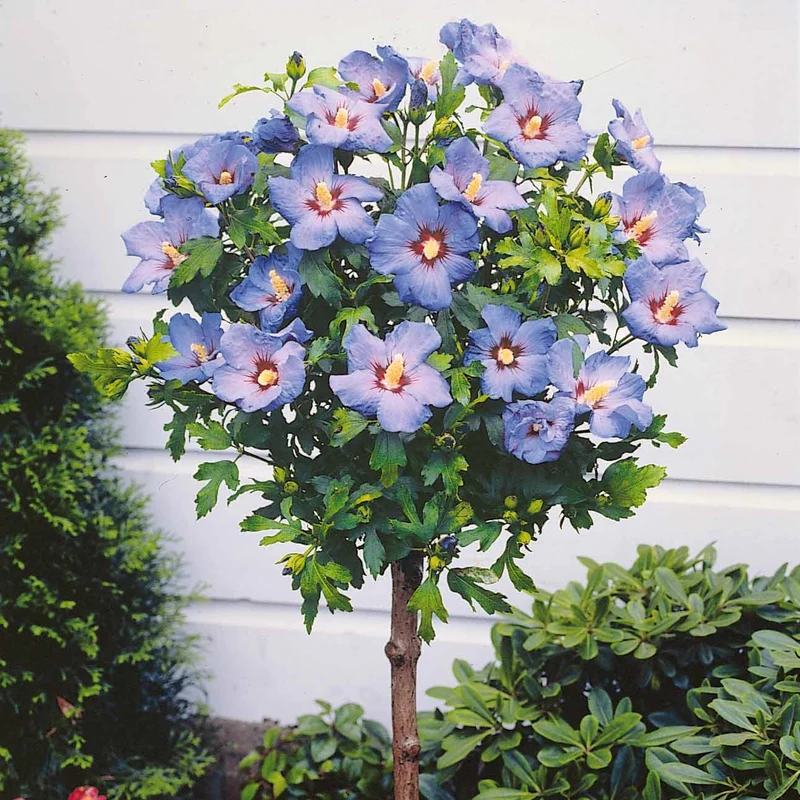 Collection de 2 Hibiscus de jardin sur tige