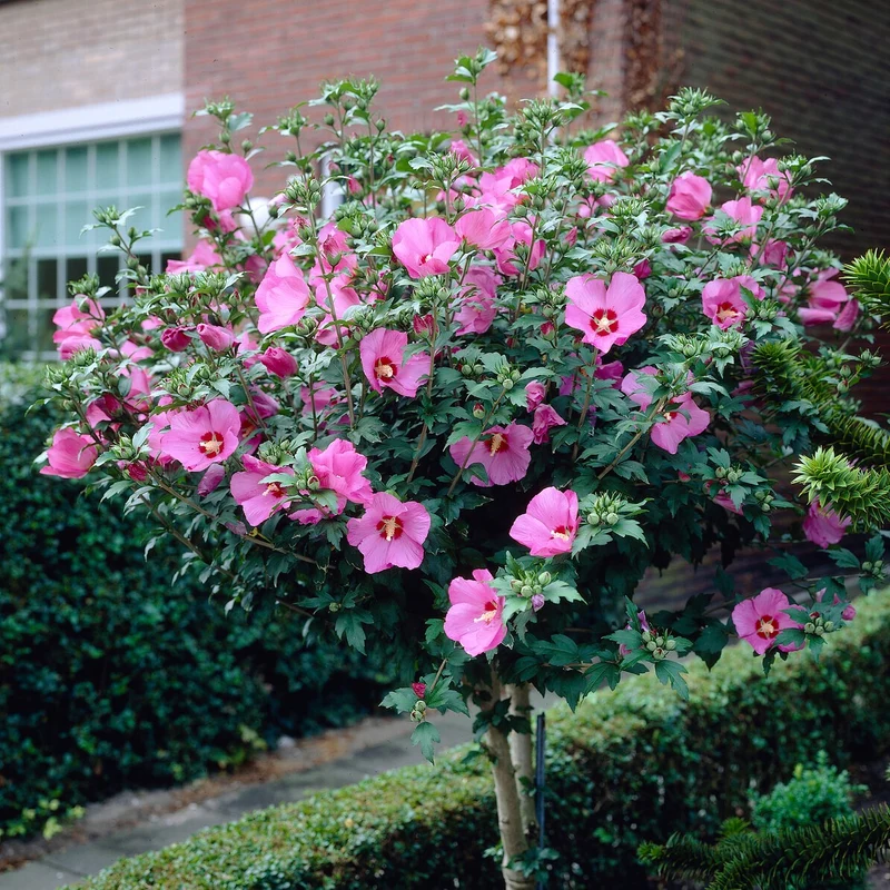 Collection de 2 Hibiscus de jardin sur tige