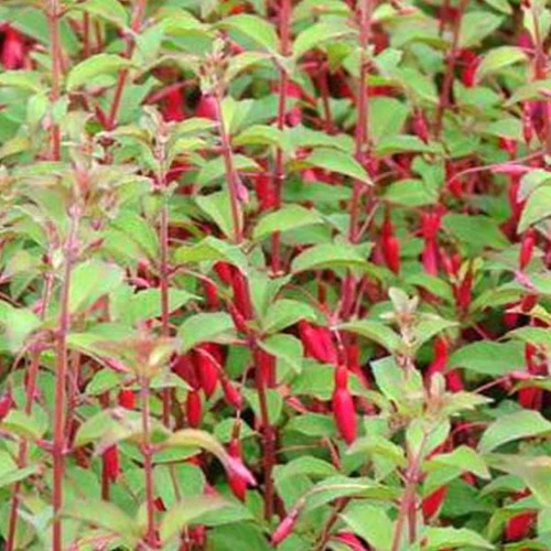 Fuchsia rustique à feuilles pourpres