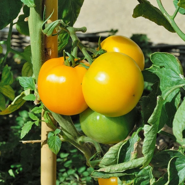 3 Plants de Tomate Lemon Boy F1