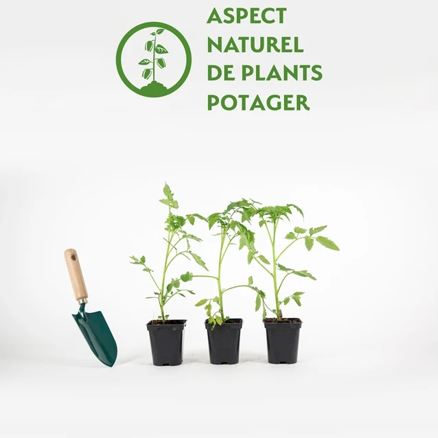 3 Plants de Tomate Lemon Boy F1