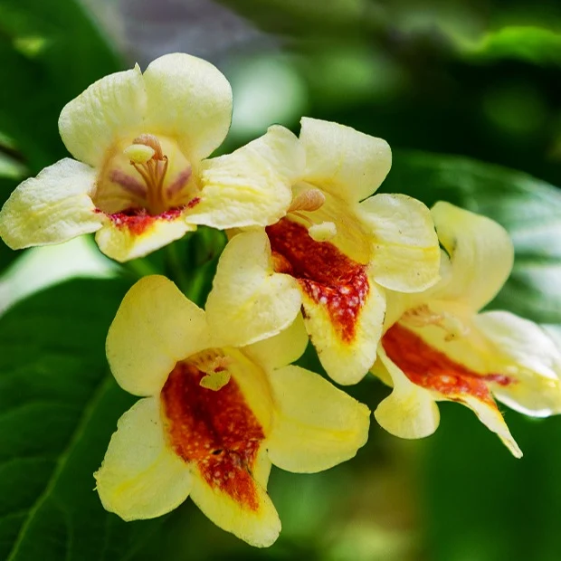 Weigelia jaune
