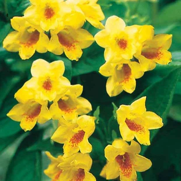 Weigelia jaune