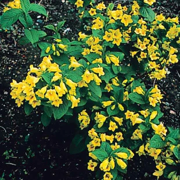 Weigelia jaune