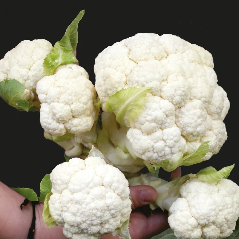 Chou-fleur Multi-Head F1
