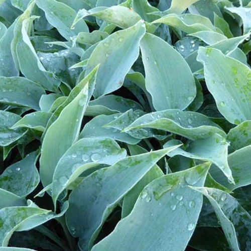 Hosta Titanium