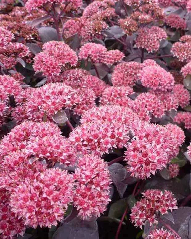 Sedum José Aubergine