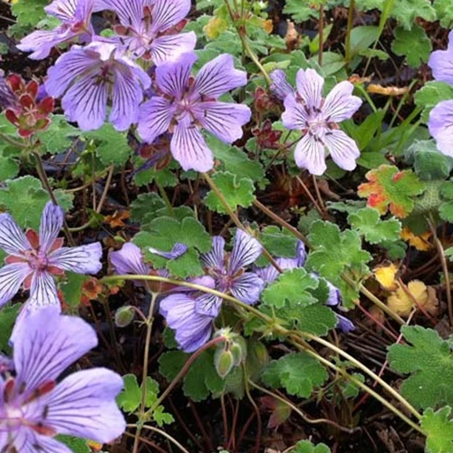 Géranium vivace Tcschelda