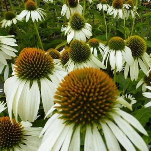 Rudbeckia pourpre Happy Star - Echinacea