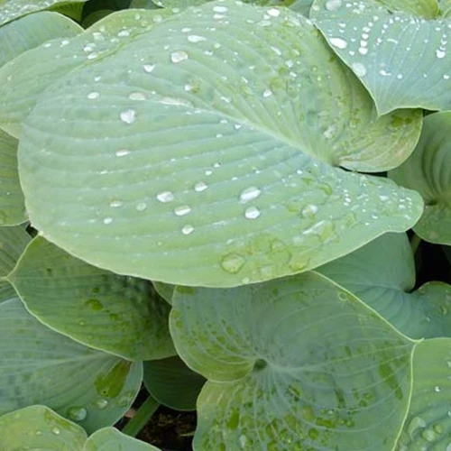 Hosta True Blue