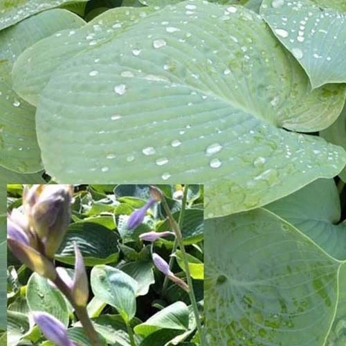 Hosta True Blue