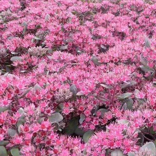 Sedum Bertram Anderson