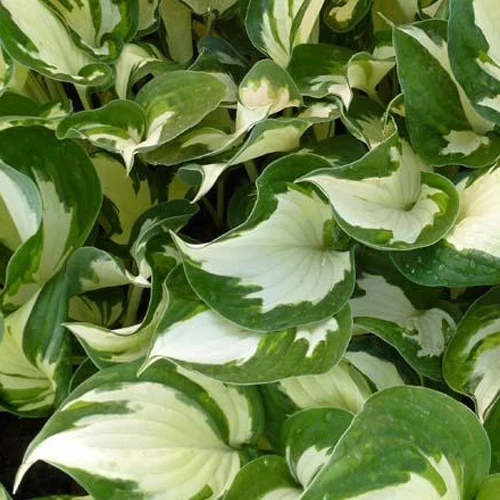 Hosta Reversed Patriot