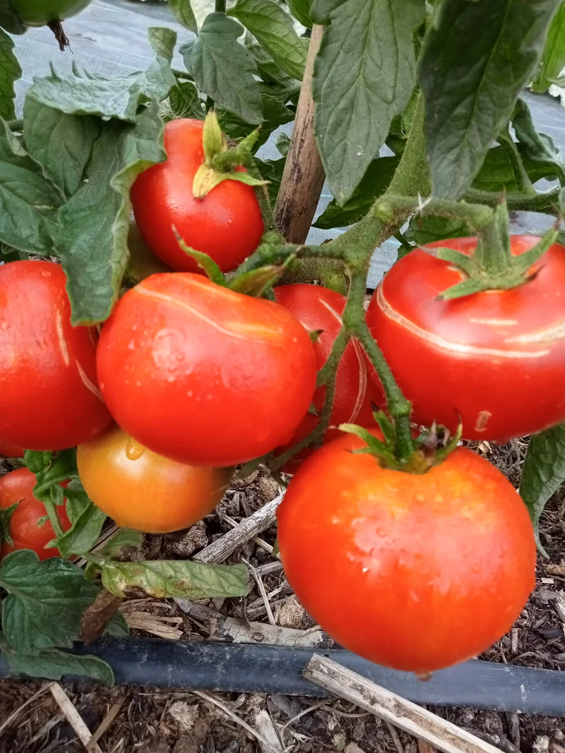 Tomate Burbank nain