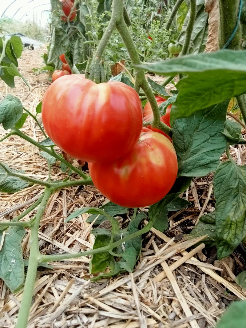 Tomate Brandywine
