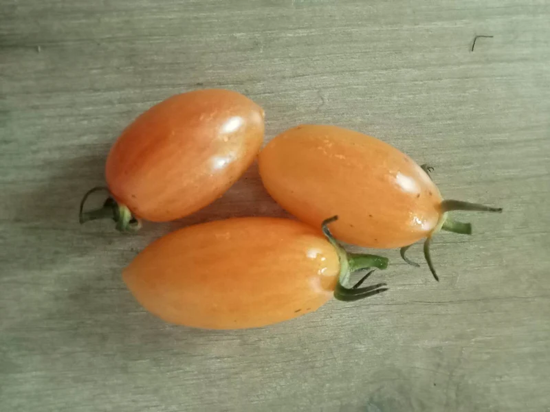Tomate Blush