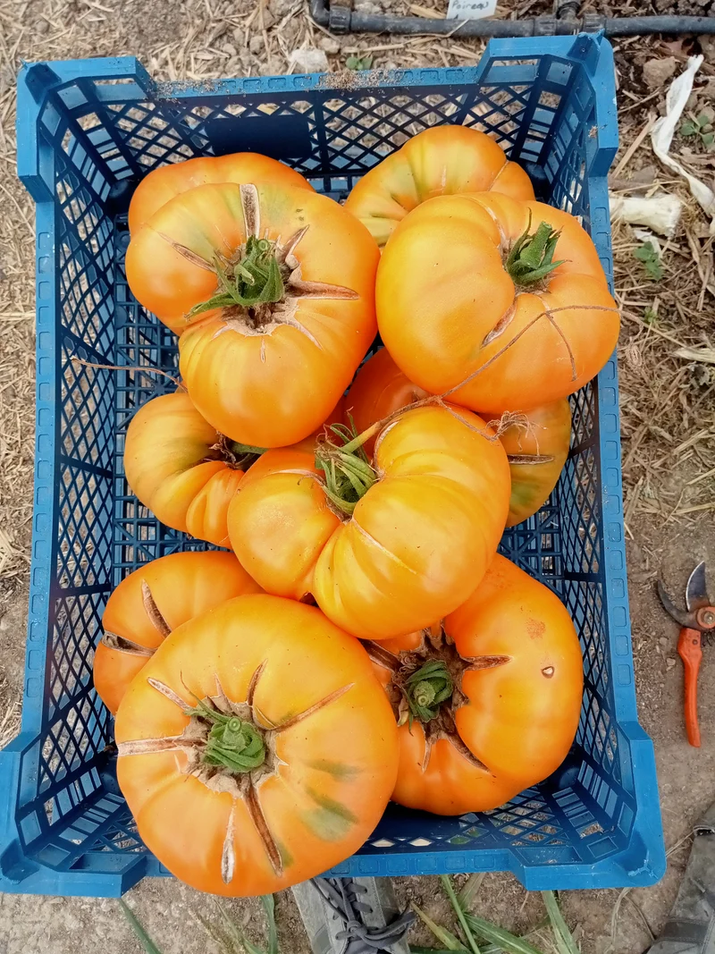 Tomate Amana orange