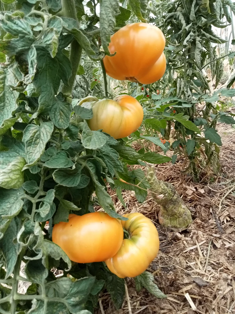 Tomate Amana orange