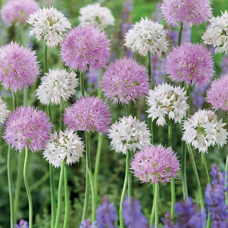 10 Alliums Rosy Dream
