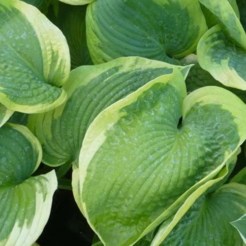 Hosta Olive Bailey Langdon Funkia Olive Bailey Langdon