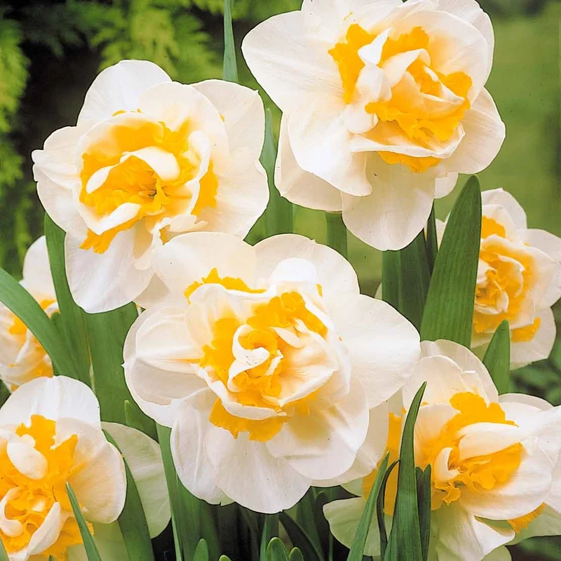 10 Narcisses à fleurs doubles White Lion