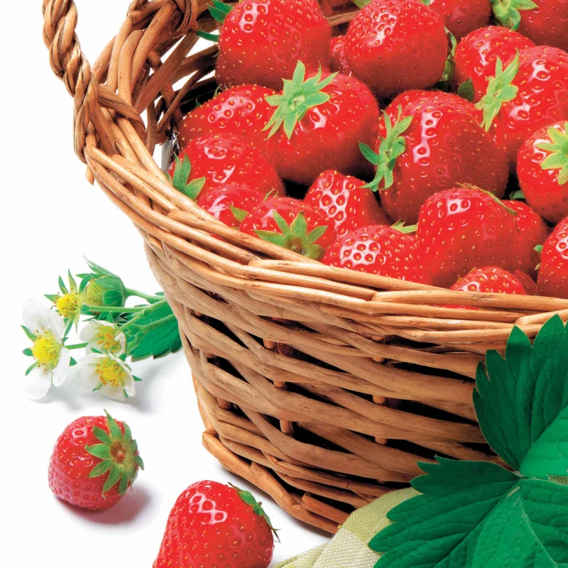 Fraisier Manille ®