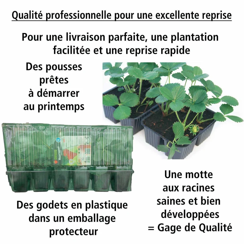 Fraisier Manille ®