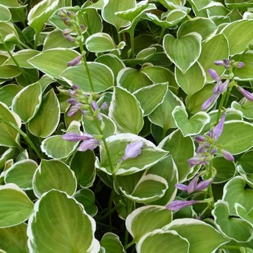 Hosta Diamon Tiara