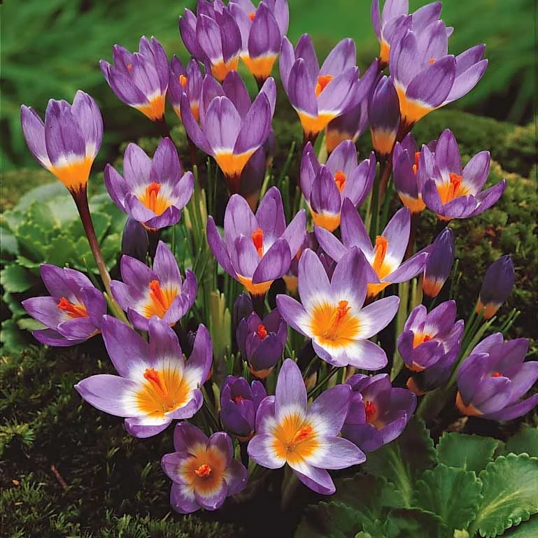 65 bulbes violet attirant les abeilles