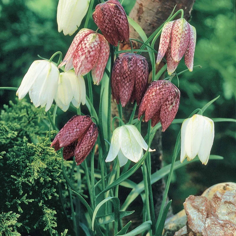 65 bulbes violet attirant les abeilles